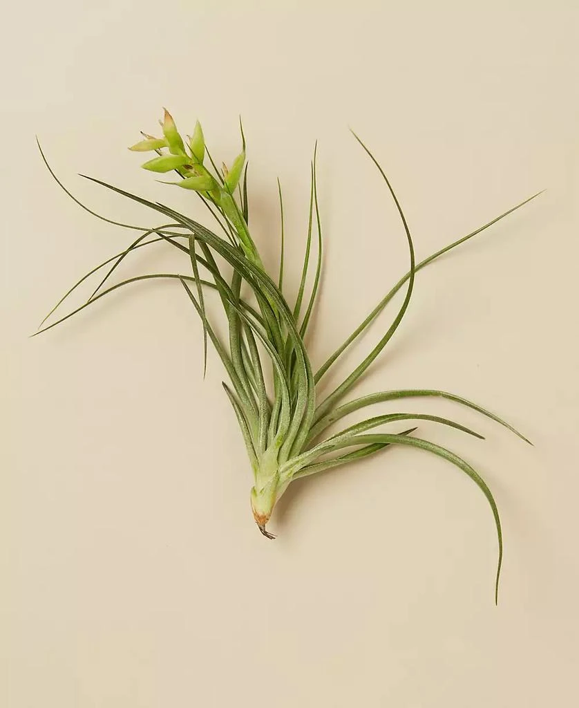 商品House Plant Shop|Tillandsia Stricta Live Air Plants, Pack of 3,价格¥142,第1张图片