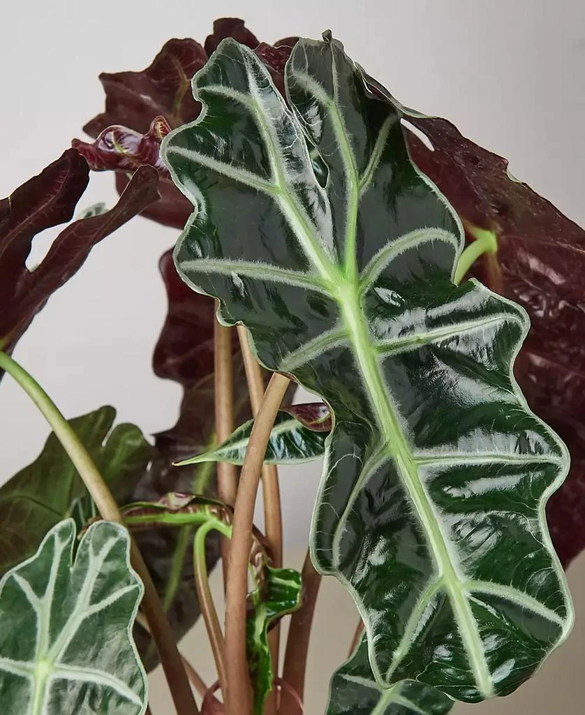 商品House Plant Shop|Alocasia Polly 'African Mask' Live Plant, 6" Pot,价格¥236,第2张图片详细描述