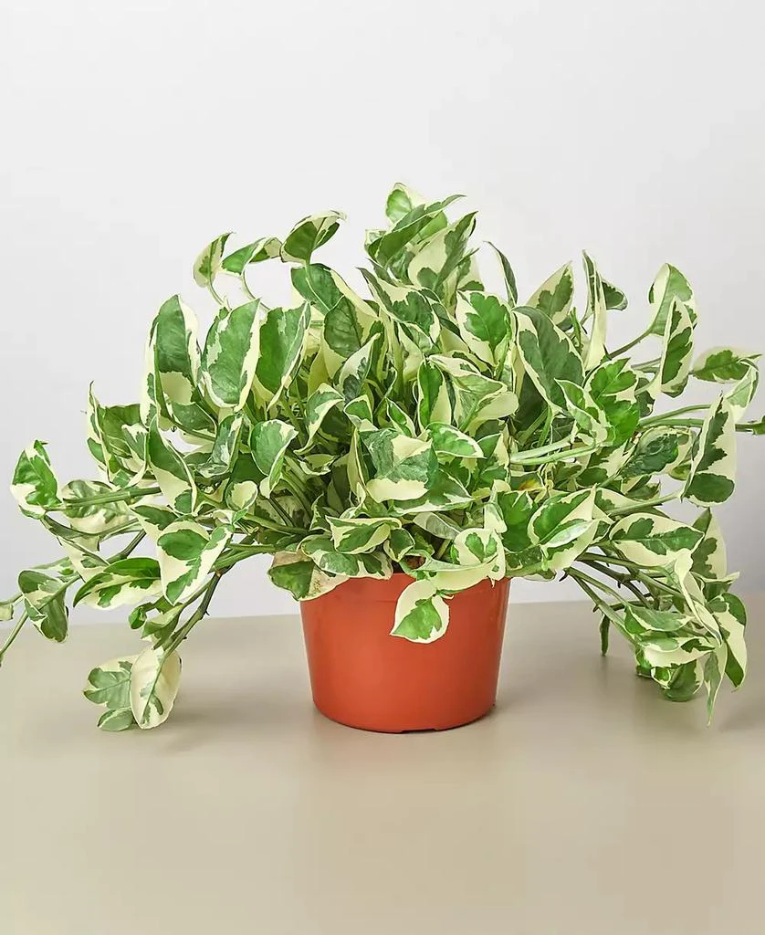 商品House Plant Shop|Pothos N'Joy Live Plant, 6" Pot,价格¥232,第1张图片