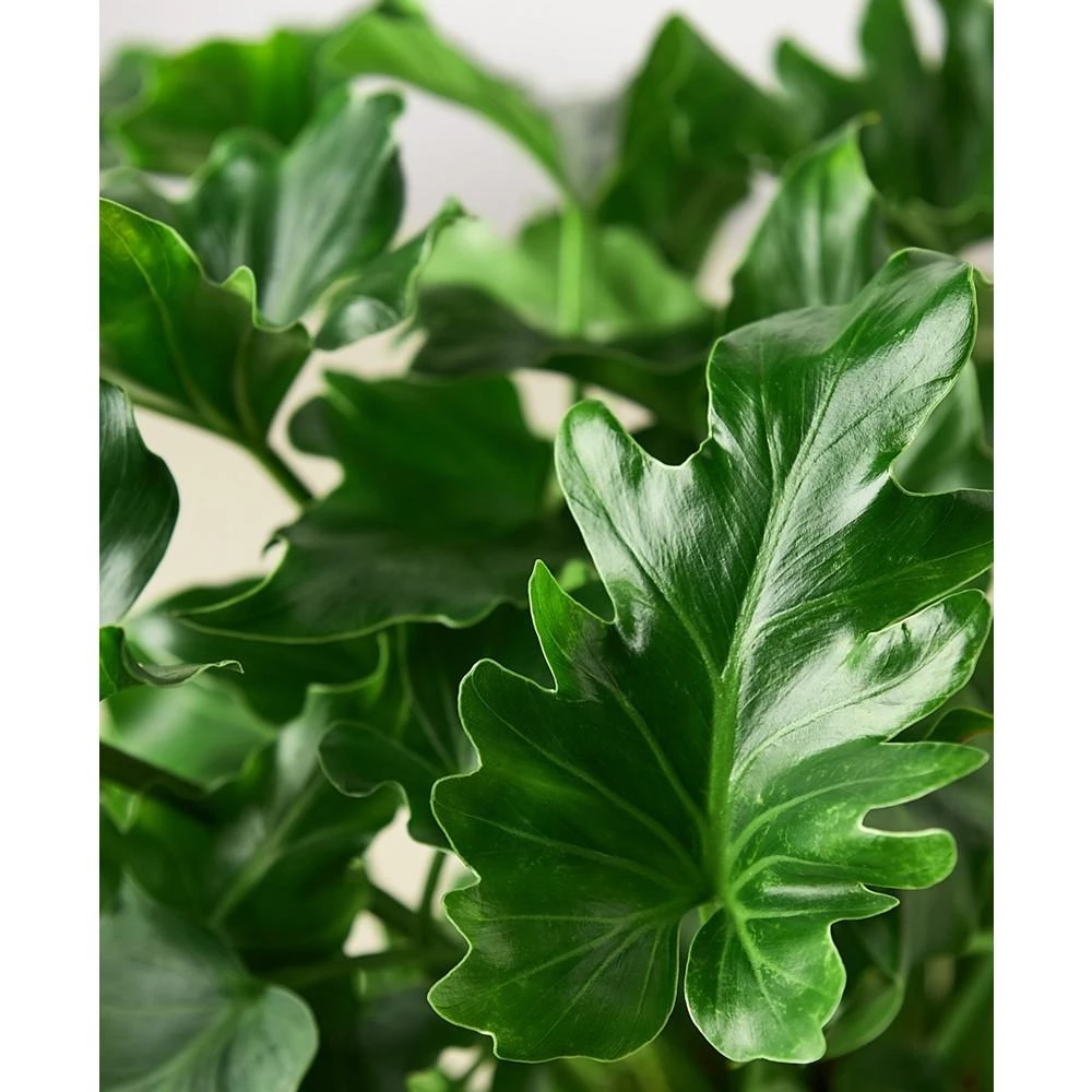 商品House Plant Shop|Philodendron 'Little Hope' Live Plant, 6" Pot,价格¥225,第2张图片详细描述