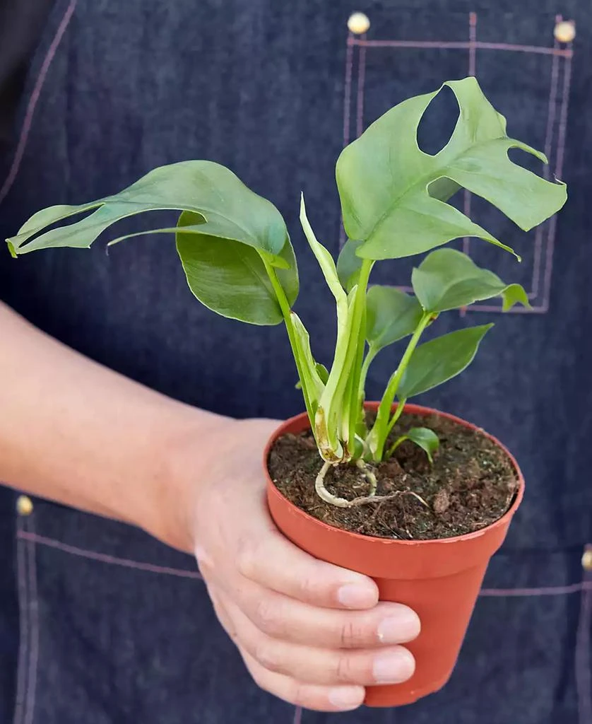 商品House Plant Shop|Philodendron Mini Monstera Minima Live Plant, 4" Pot,价格¥155,第2张图片详细描述