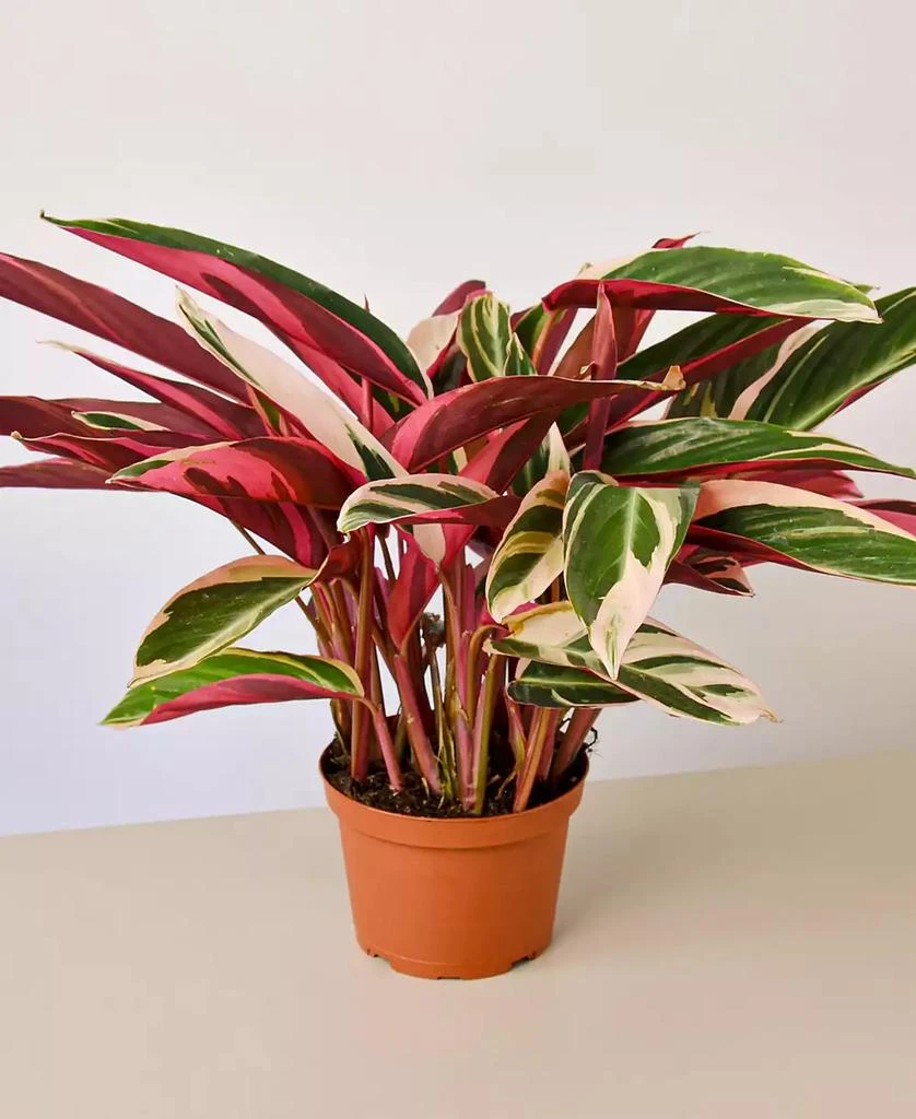 商品House Plant Shop|Stromanthe Triostar Live Plant, 6" Pot,价格¥325,第1张图片