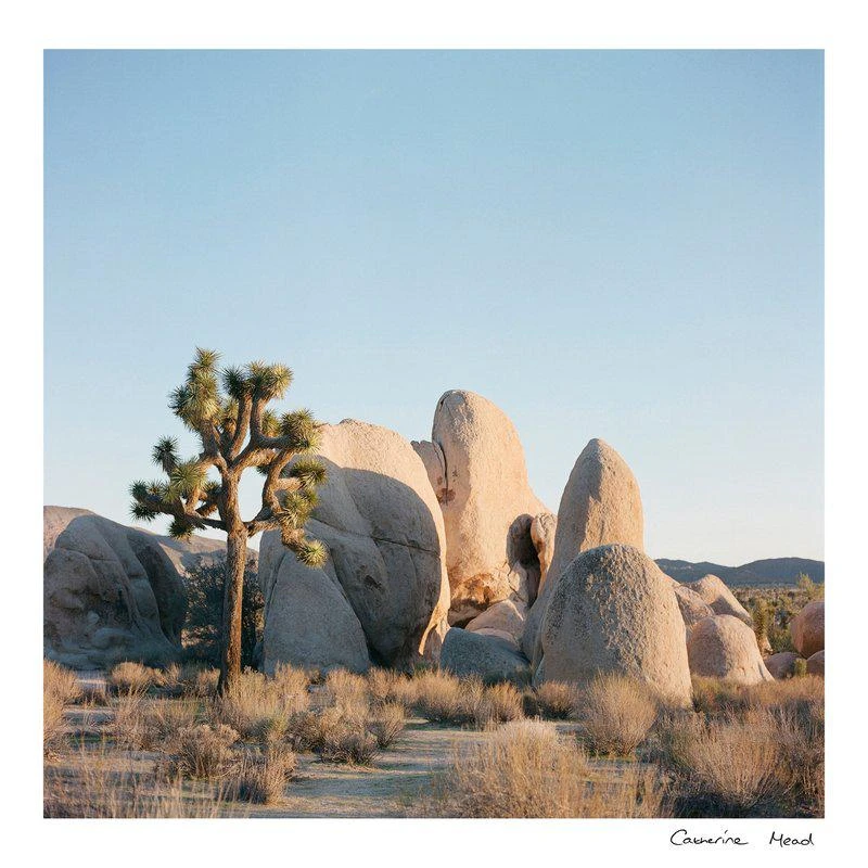 商品Catherine Mead|Joshua Twilight 10x10" Print 10" X 10"/PRINT ONLY,价格¥2206,第1张图片