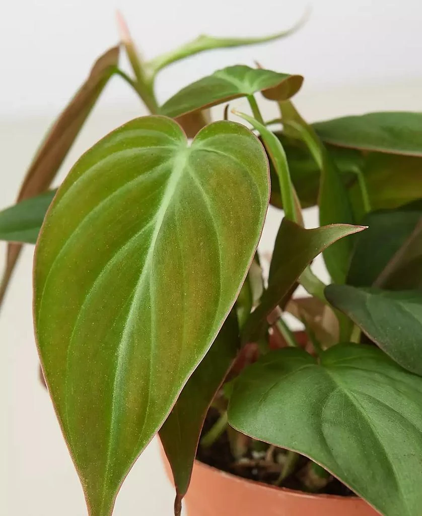 商品House Plant Shop|Philodendron 'Velvet' Live Plant, 4" Pot,价格¥191,第2张图片详细描述