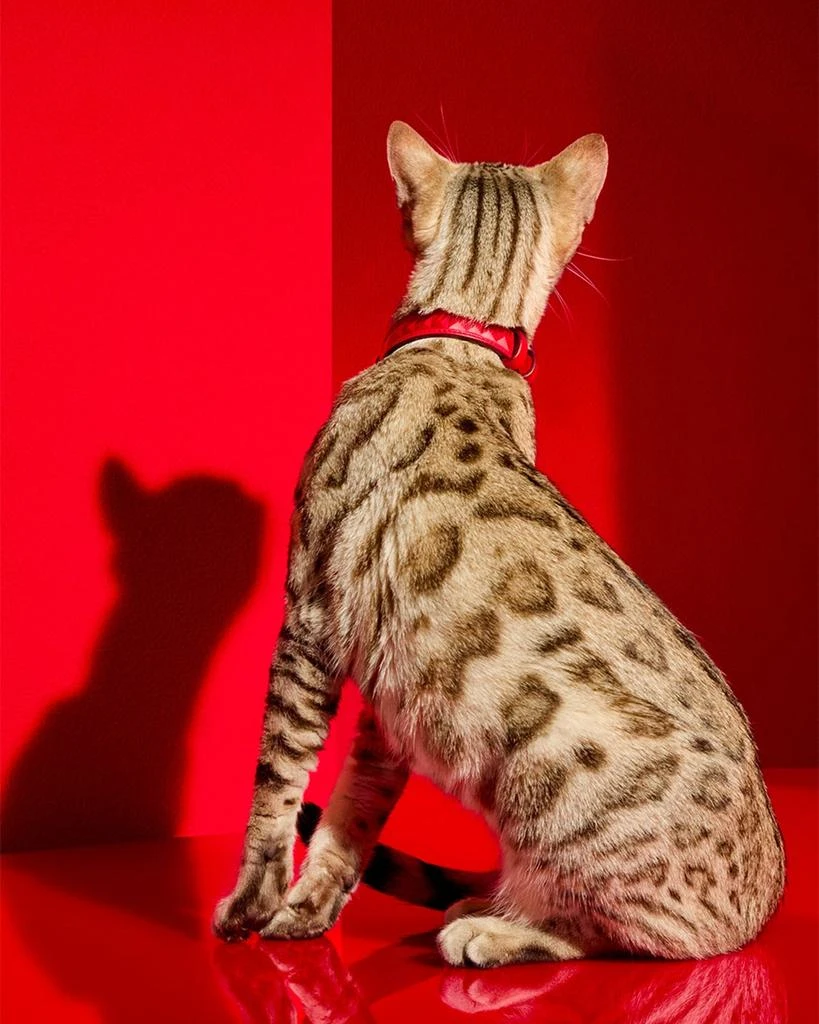 商品Baccarat|Louxor Pet Collar, Small,价格¥5730,第3张图片详细描述