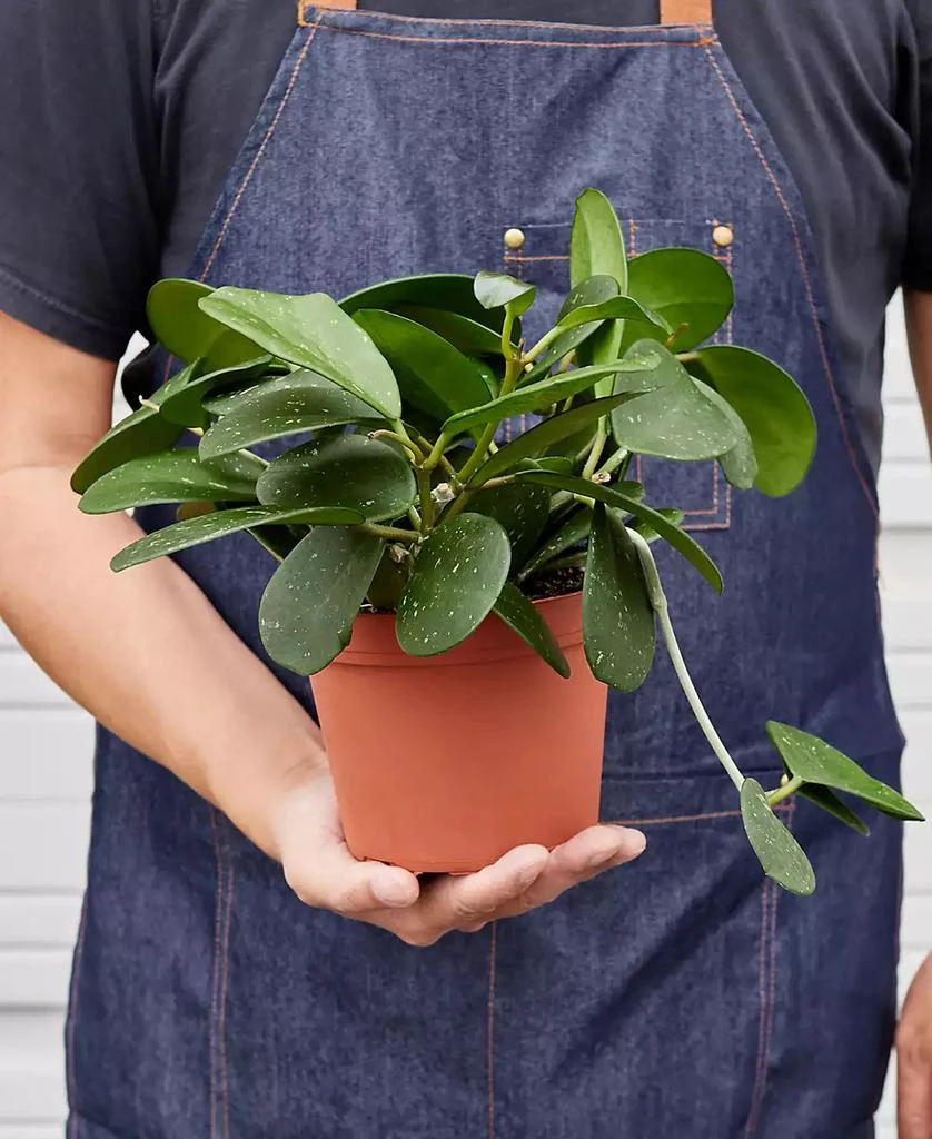 商品House Plant Shop|Hoya 'Obovata' Live Plant, 6" Pot,价格¥325,第3张图片详细描述