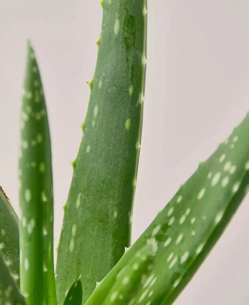 商品House Plant Shop|Aloe Vera Live Succulent, 4" Pot,价格¥112,第2张图片详细描述