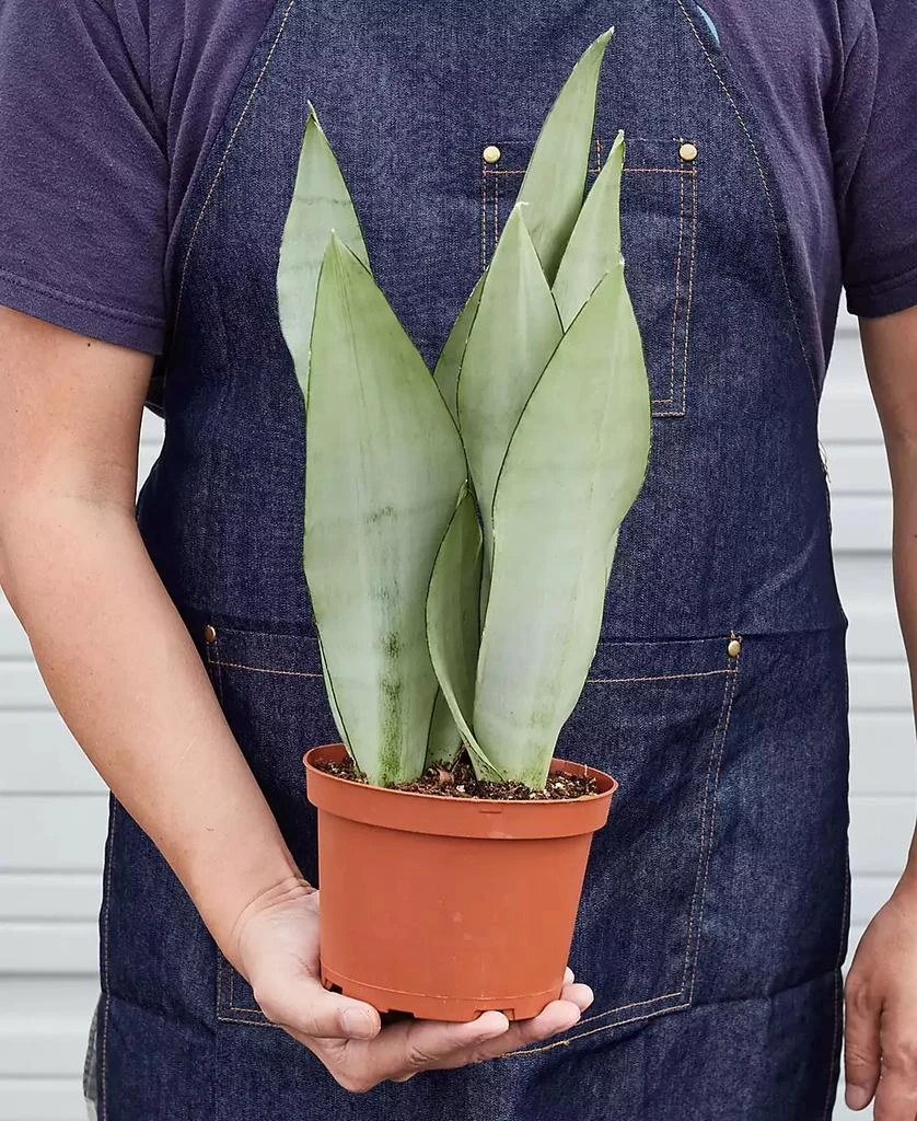 商品House Plant Shop|Snake Plant Moonshine Live Plant, 6" Pot,价格¥191,第3张图片详细描述