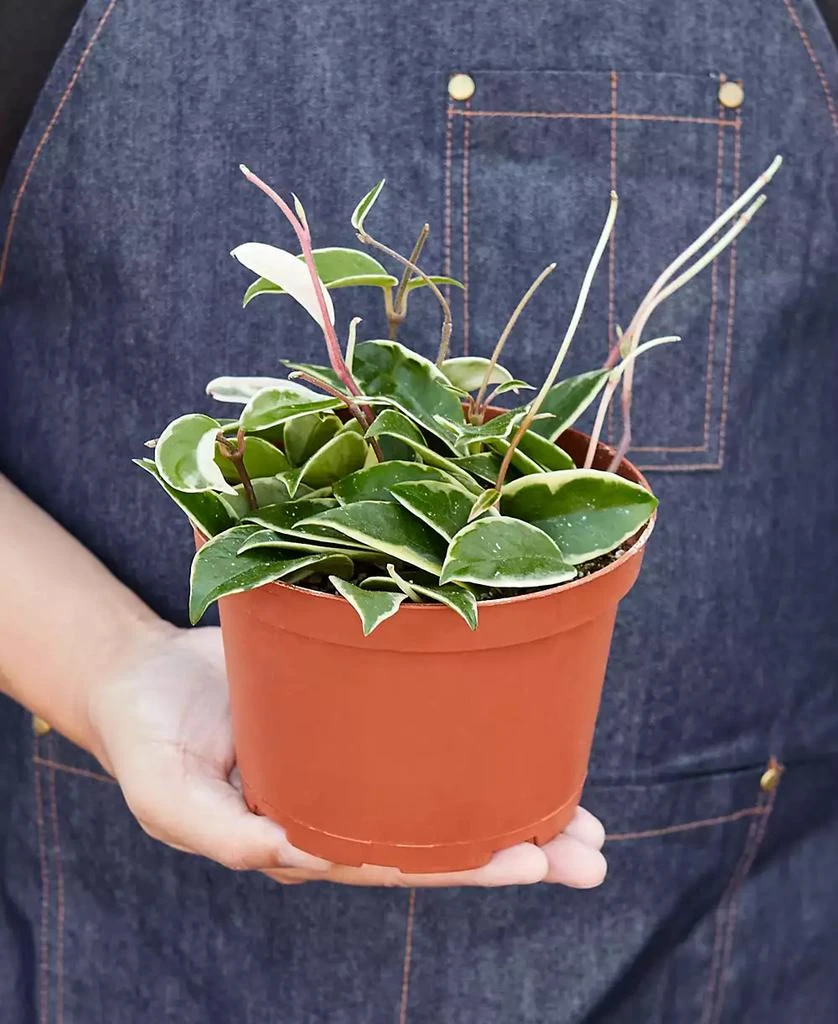 商品House Plant Shop|Tricolor Hoya Carnosa Wax Flower Live Plant, 6" Pot,价格¥321,第3张图片详细描述