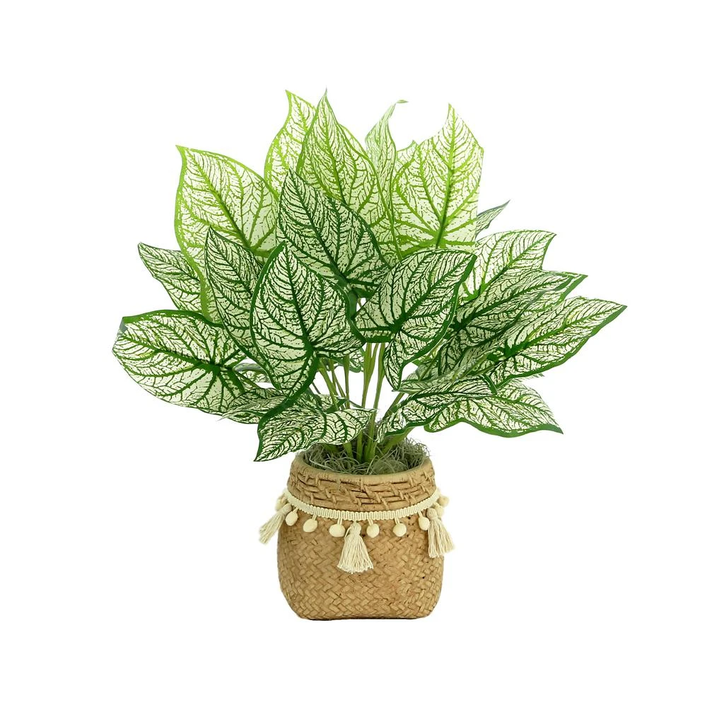 商品Creative Displays|Outdoor Calladium Bush Arrangement,价格¥794,第1张图片