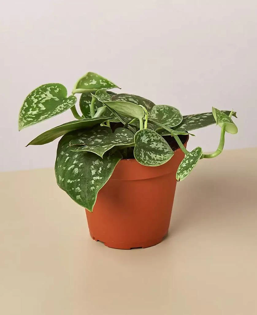 商品House Plant Shop|Pothos 'Satin' Live Plant, 4" Pot,价格¥135,第1张图片