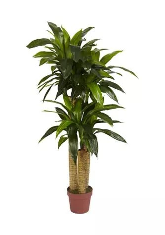 商品NEARLY NATURAL|Natural 4 Corn Stalk Dracaena Real Touch Silk Plant,价格¥1146,第1张图片