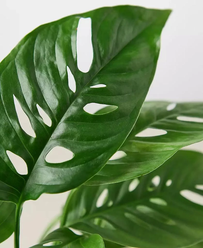 商品House Plant Shop|Monstera Adansonii "Swiss Cheese" Live Plant, 4" Pot,价格¥191,第2张图片详细描述