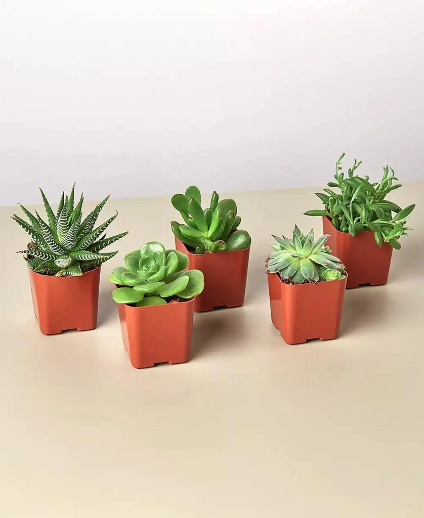 商品House Plant Shop|Succulent Variety Live Plants, Pack of 5,价格¥232,第1张图片