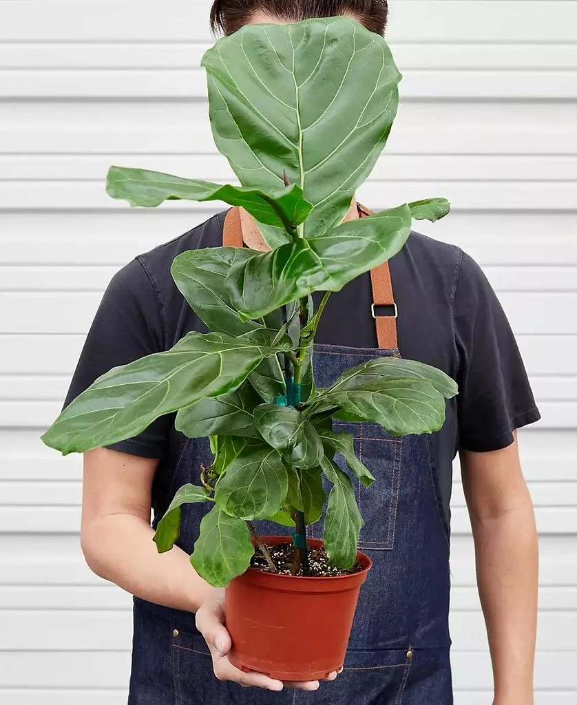 商品House Plant Shop|Ficus Lyrata Fiddle Leaf Fig Live Plant, 6" Pot,价格¥269,第2张图片详细描述