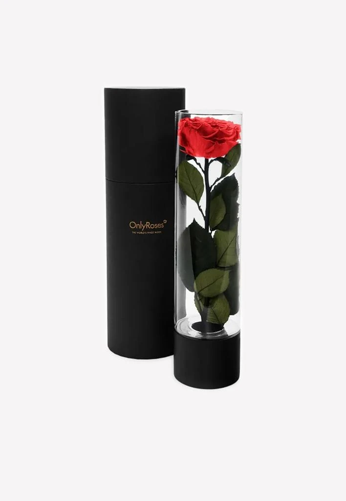 商品OnlyRoses|Large Infinite Rose Ebony,价格¥1313,第1张图片