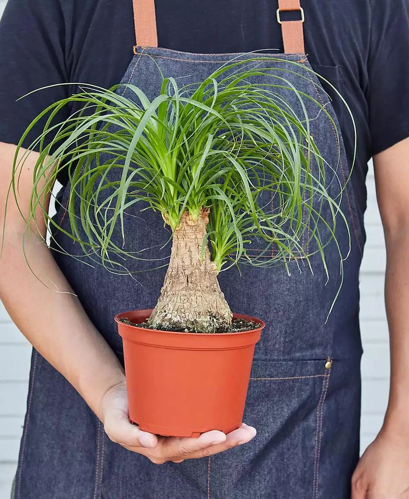 商品House Plant Shop|Palm 'Ponytail' Live Plant, 6" Pot,价格¥191,第3张图片详细描述