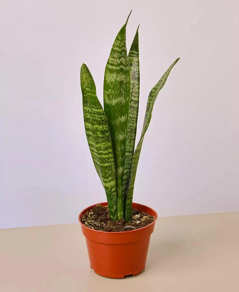 商品House Plant Shop|Snake Zeylanica Live Plant, 4" Pot,价格¥135,第1张图片