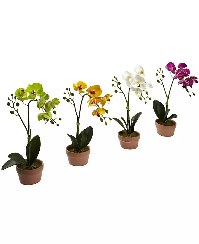 4-Pc. Phalaenopsis Orchid Set with Clay Vases 商品