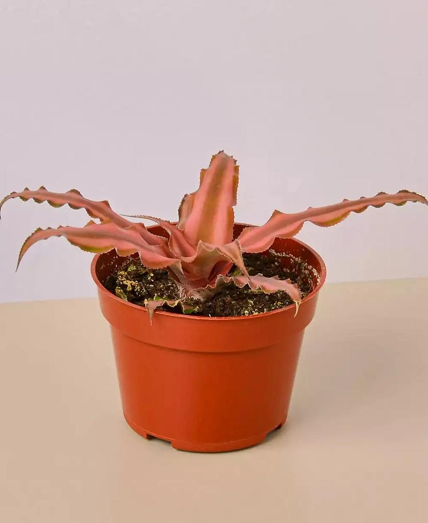 商品House Plant Shop|Cryptanthus 'Pink Star' Live Plant, 4" Pot,价格¥186,第1张图片