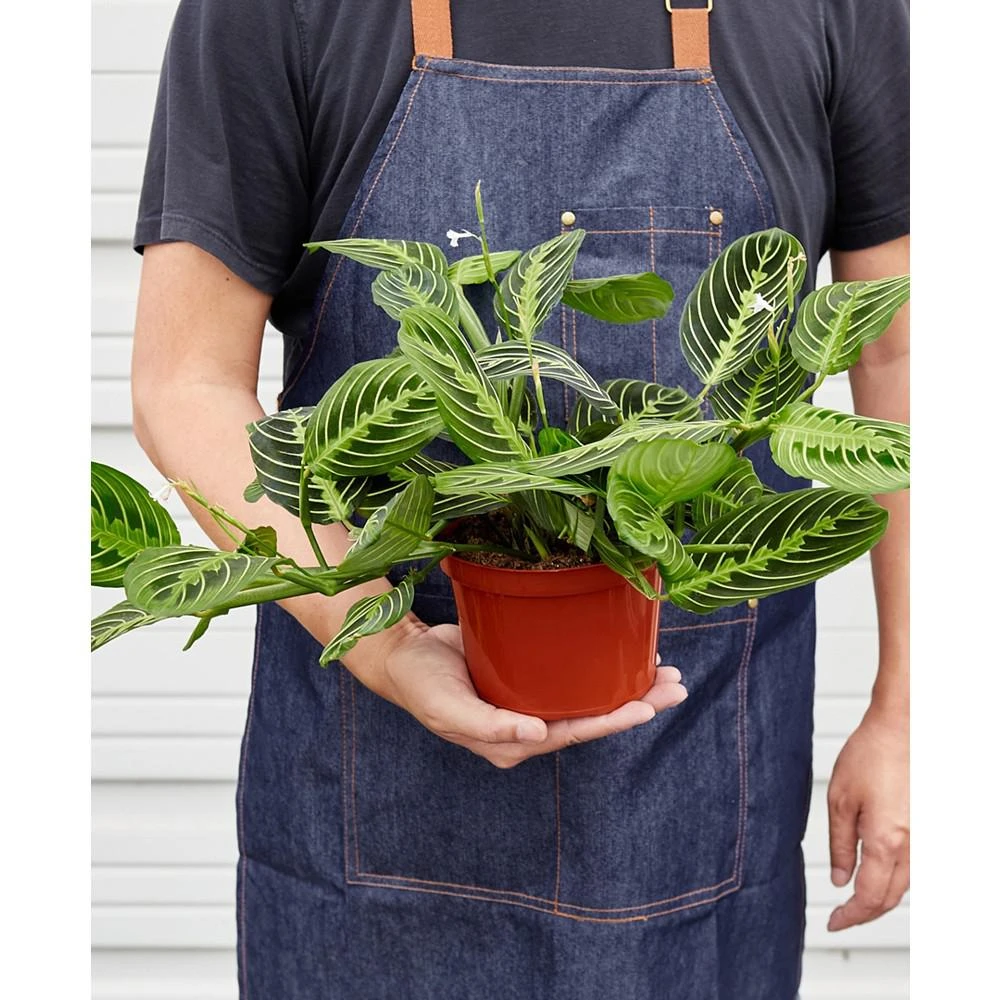 商品House Plant Shop|Maranta 'Lemon Lime' Live Plant, 6" Pot,价格¥225,第3张图片详细描述