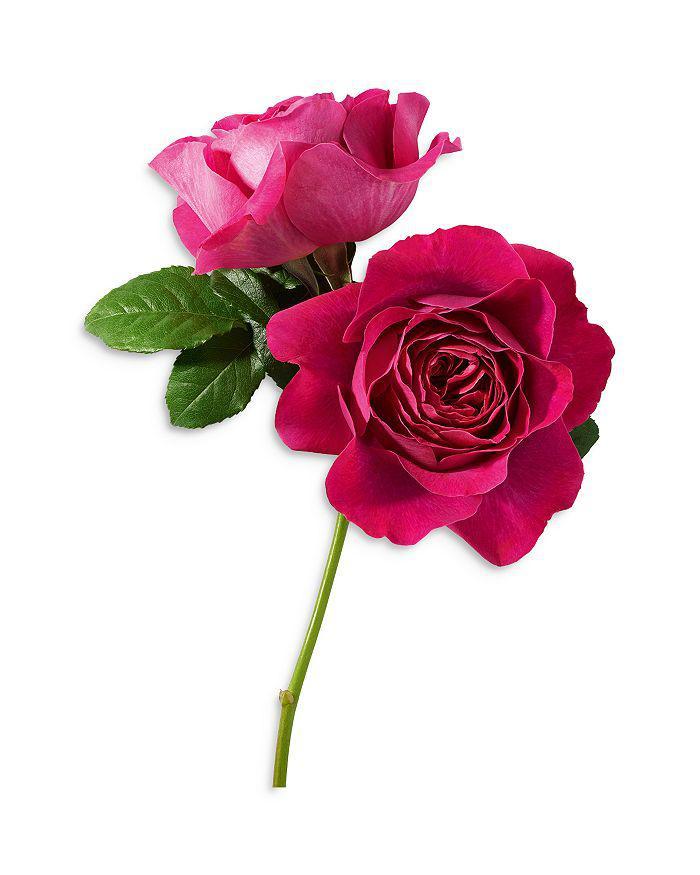 商品Lancôme|Trésor Midnight Rose Eau de Parfum,价格¥494-¥825,第6张图片详细描述