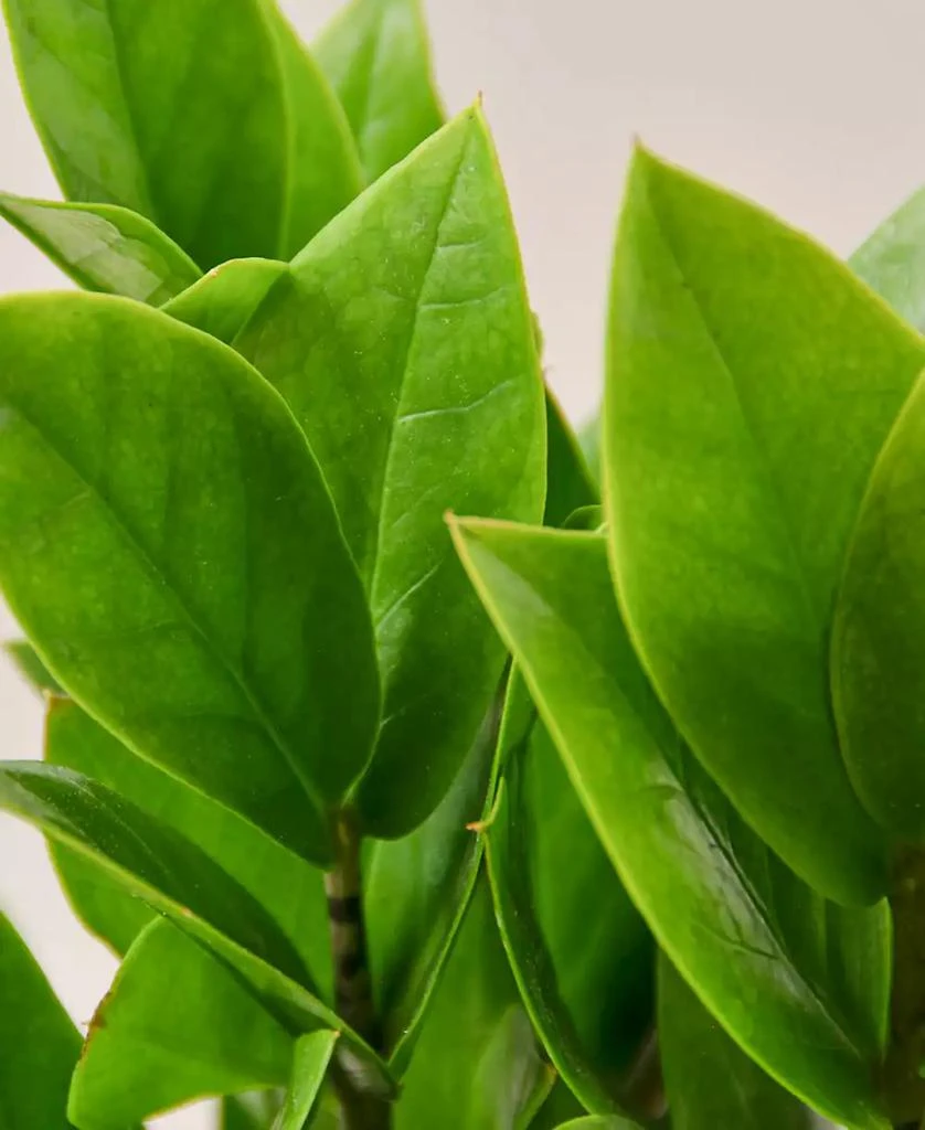 商品House Plant Shop|Zamioculcas Zamiifolia ZZ Live Plant, 4" Pot,价格¥115,第2张图片详细描述