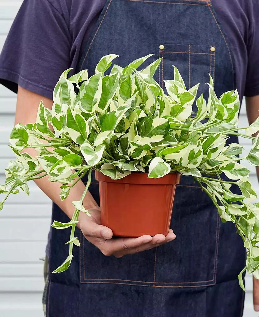 商品House Plant Shop|Pothos N'Joy Live Plant, 6" Pot,价格¥232,第3张图片详细描述