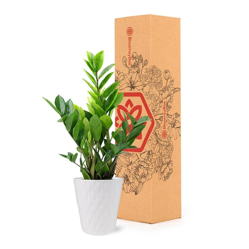 商品BloomsyBox|Zamioculcas Zamiifolia Live Plant,价格¥502,第3张图片详细描述