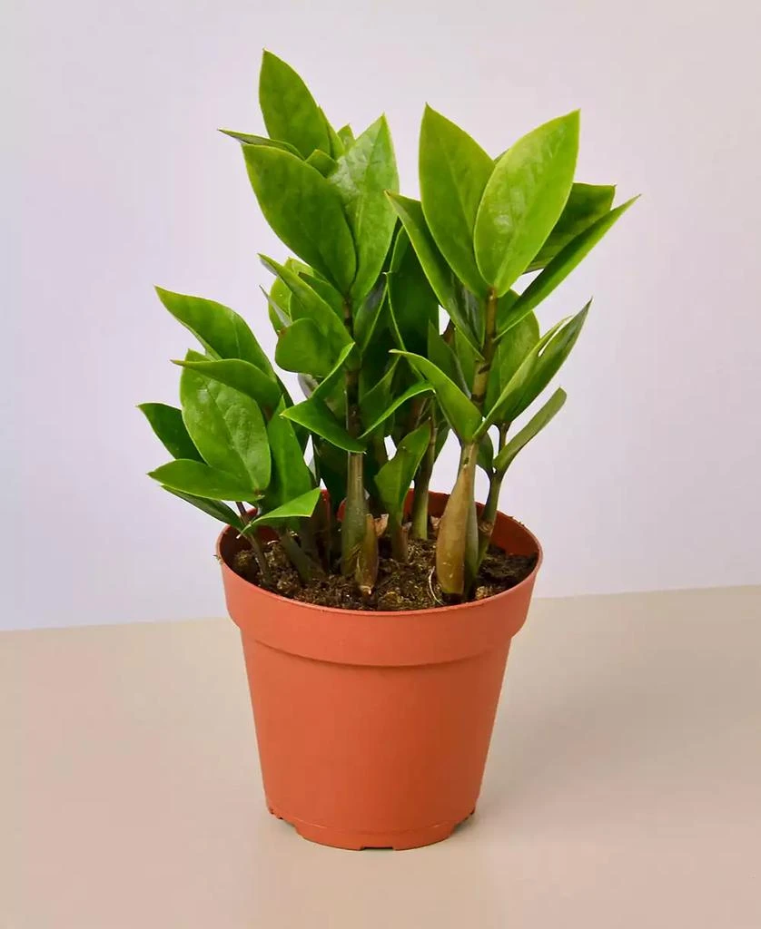 商品House Plant Shop|Zamioculcas Zamiifolia ZZ Live Plant, 4" Pot,价格¥115,第1张图片