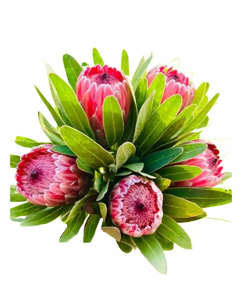 商品GreenishBlu|Protea Fresh Flower Spring Bouquet,价格¥435,第1张图片