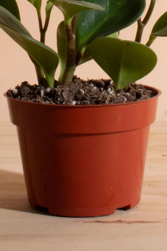 商品Home Botanicals|Home Botanicals Peperomia Obtusifolia 'Rubber' Pet Friendly House Plant in 4" Grow Pot,价格¥150,第3张图片详细描述