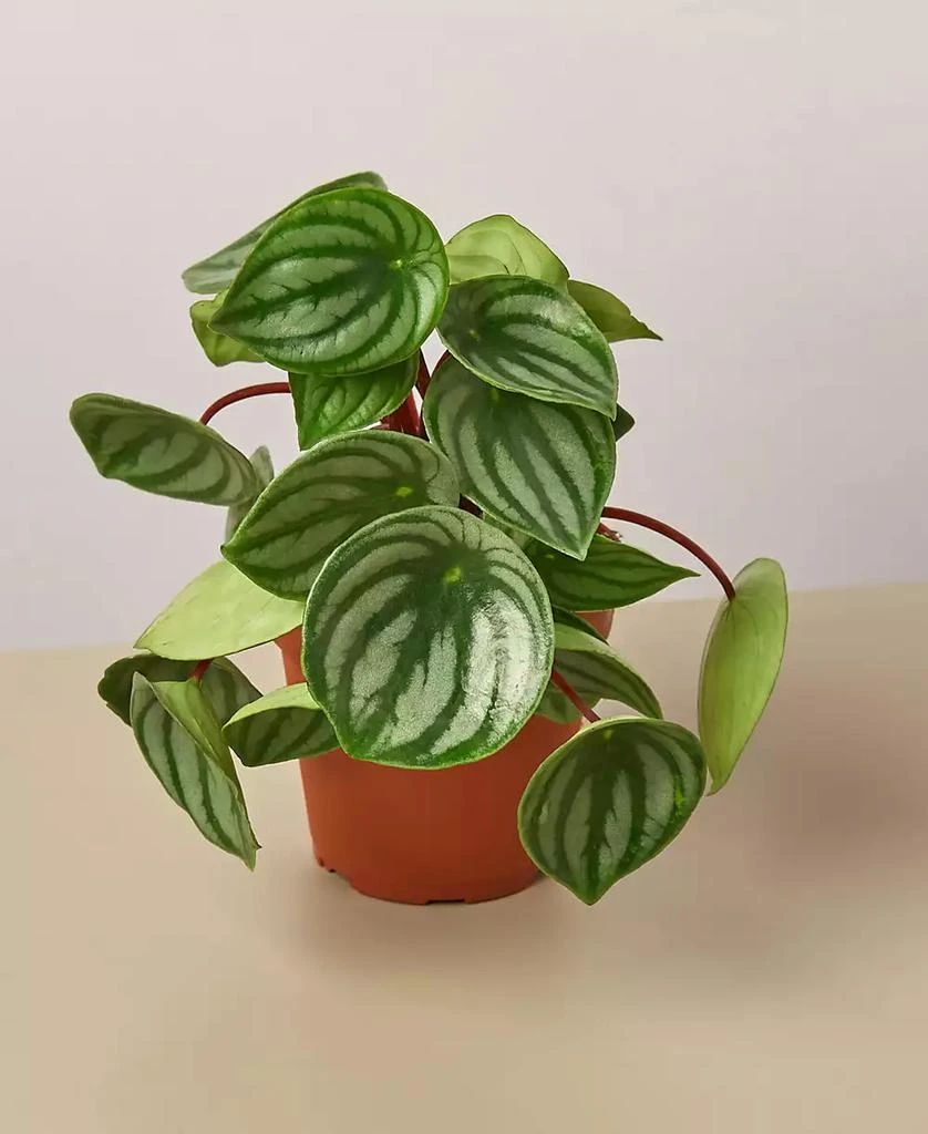 商品House Plant Shop|Peperomia Watermelon Live Plant, 4" Pot,价格¥150,第1张图片