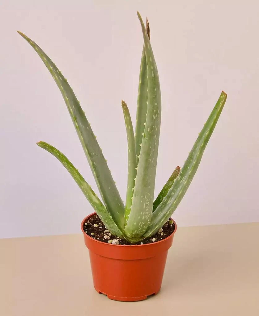 商品House Plant Shop|Aloe Vera Live Succulent, 4" Pot,价格¥116,第1张图片