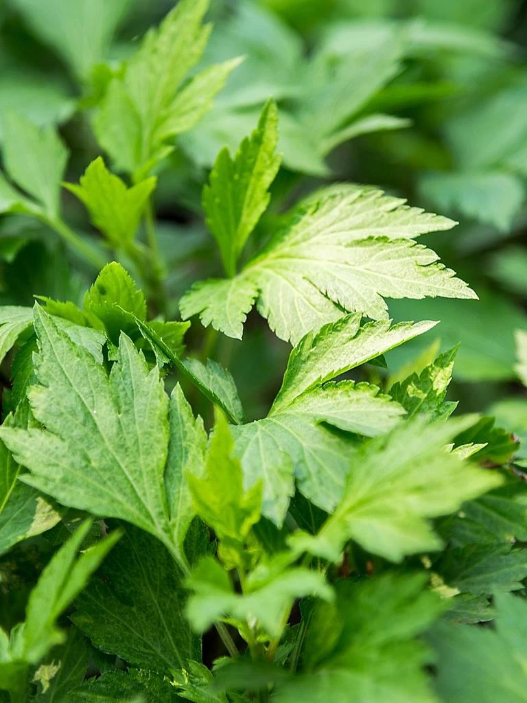 商品DECORTé|Hydra Clarity Micro Essence Cleansing Emulsion,价格¥280,第3张图片详细描述