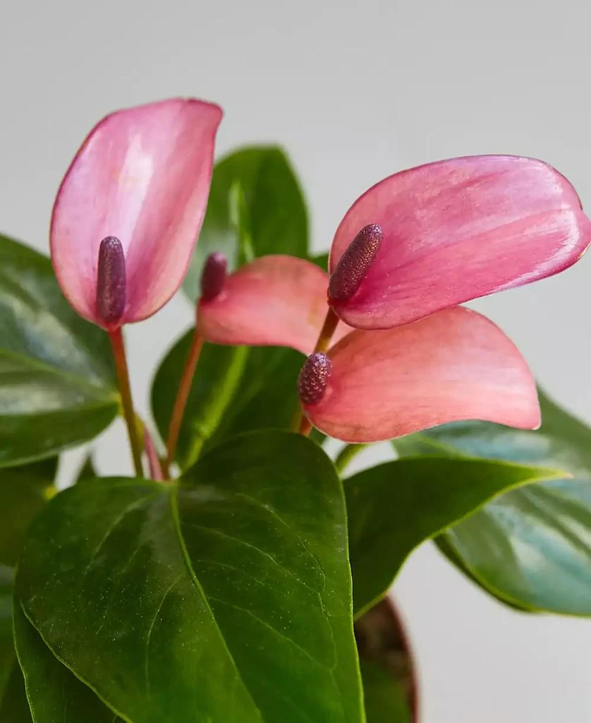 商品House Plant Shop|Purple Anthurium Live Plant, 4" Pot,价格¥155,第2张图片详细描述