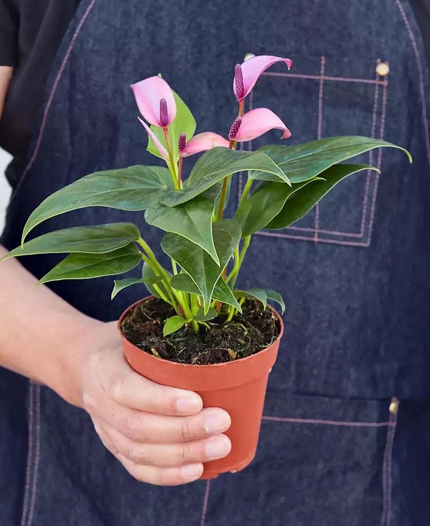 商品House Plant Shop|Purple Anthurium Live Plant, 4" Pot,价格¥150,第3张图片详细描述