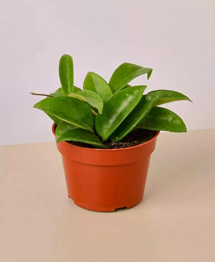 商品House Plant Shop|Hoya Carnosa Live Plant, 4" Pot,价格¥162,第1张图片