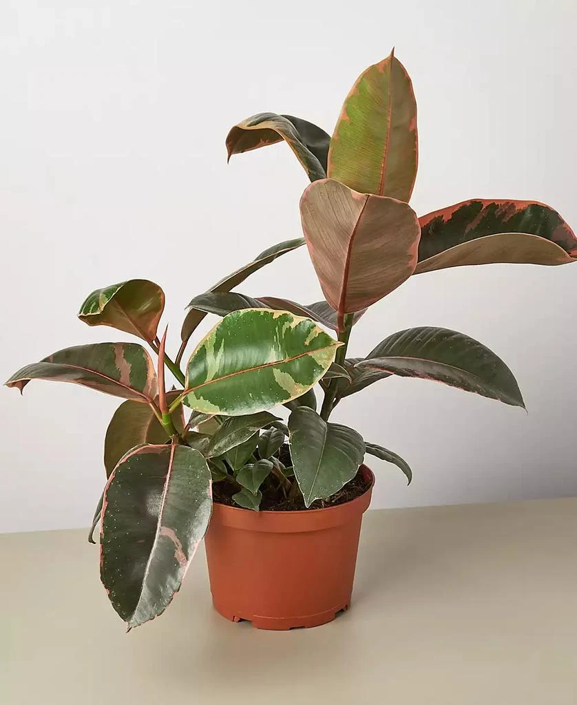 商品House Plant Shop|Ficus Ruby Pink 'Elastica' Live Plant, 6" Pot,价格¥269,第1张图片