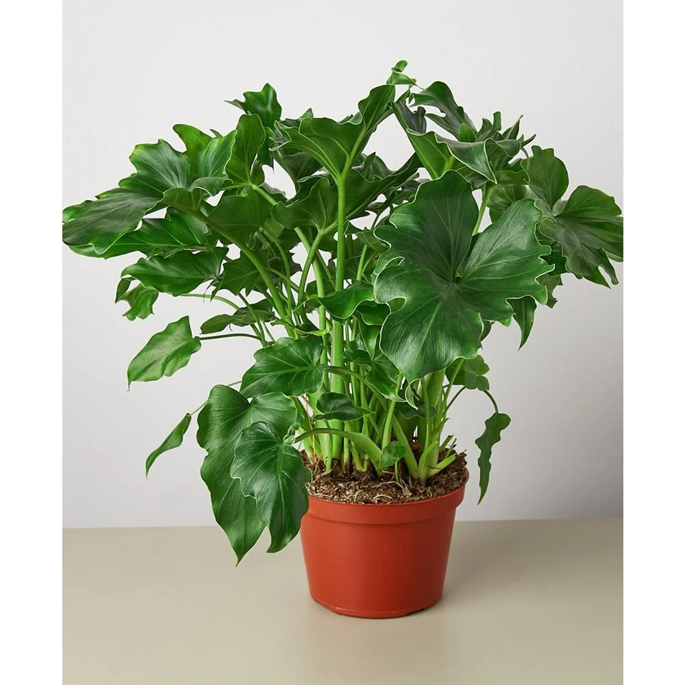 商品House Plant Shop|Philodendron 'Little Hope' Live Plant, 6" Pot,价格¥225,第1张图片