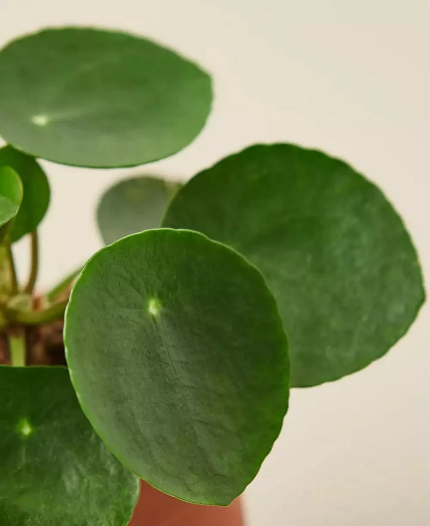 商品House Plant Shop|Pilea Peperomioides 'Chinese Money' Live Plant, 4" Pot,价格¥121,第2张图片详细描述