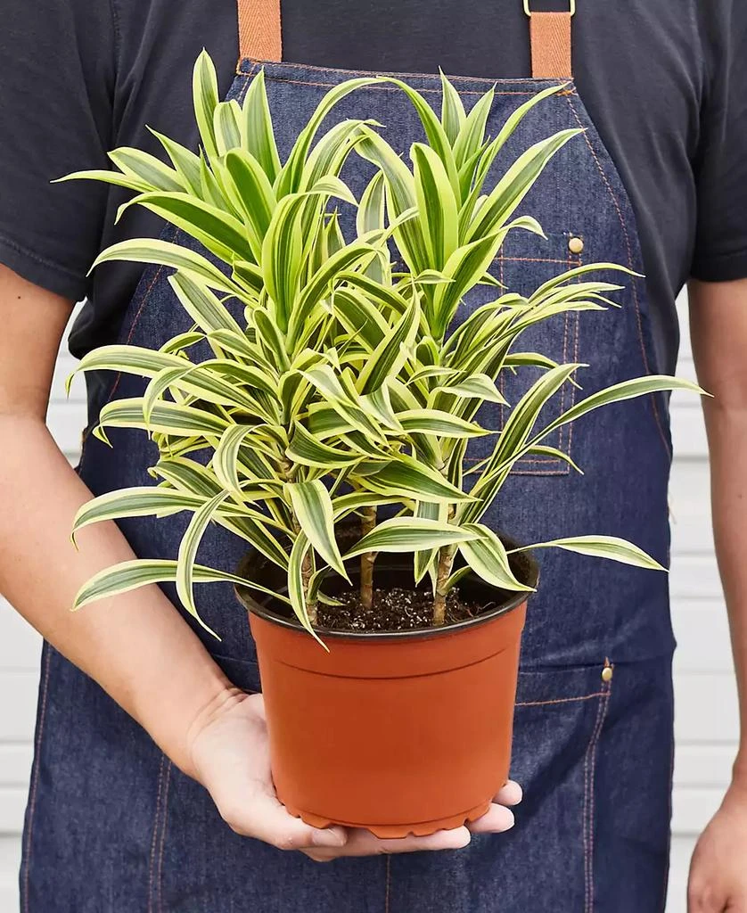 商品House Plant Shop|Dracaena 'Song Of India' Live Plant, 6" Pot,价格¥191,第2张图片详细描述