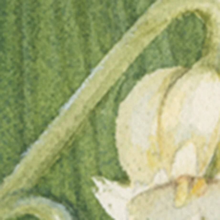 Lily Of The Valley & Ivy Charity Classic Candle (200g) 商品
