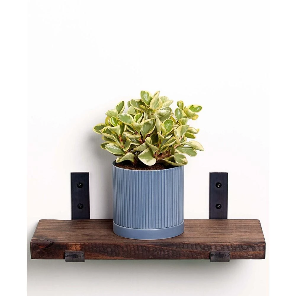 商品Greendigs|Live Peperomia  Plant in Fluted Ceramic Pot, 5",价格¥348,第1张图片