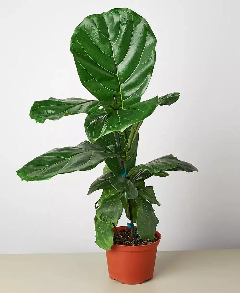 商品House Plant Shop|Ficus Lyrata Fiddle Leaf Fig Live Plant, 6" Pot,价格¥278,第1张图片