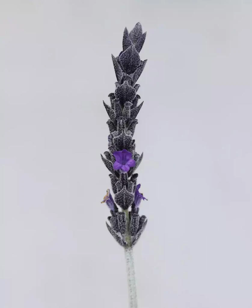 商品Magnolia Supply Co|Fresh English Lavender Bundle,价格¥299,第4张图片详细描述