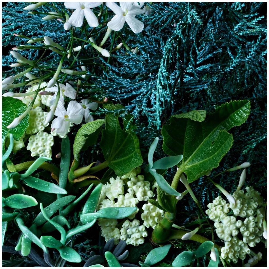 商品Molton Brown|Molton Brown Coastal Cypress & Sea Fennel Hand Lotion,价格¥201,第5张图片详细描述