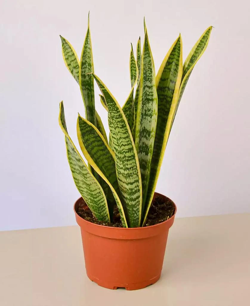 商品House Plant Shop|Snake Laurentii Live Plant, 6" Pot,价格¥225,第1张图片