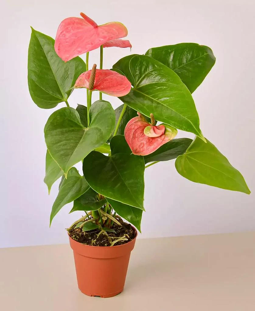 商品House Plant Shop|Pink Anthurium Live Plant, 4" Pot,价格¥150,第5张图片详细描述