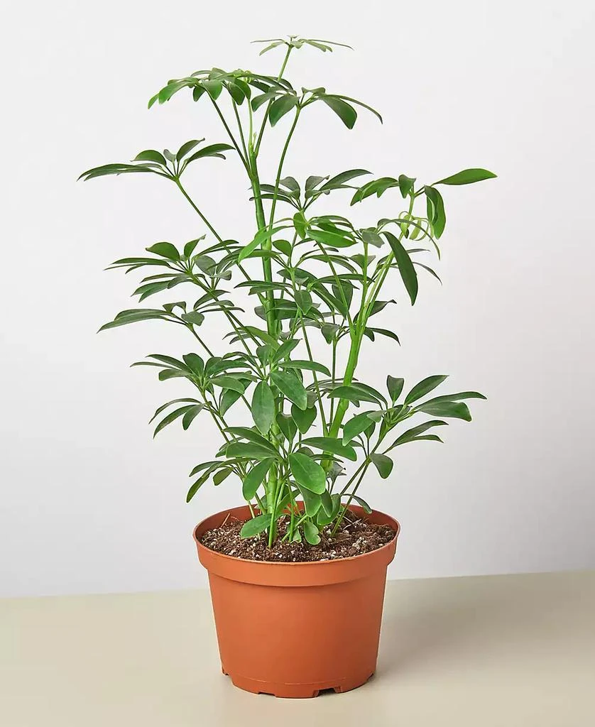 商品House Plant Shop|Schefflera Arboricola 'Umbrella Plant' Live Plant, 6" Pot,价格¥191,第1张图片